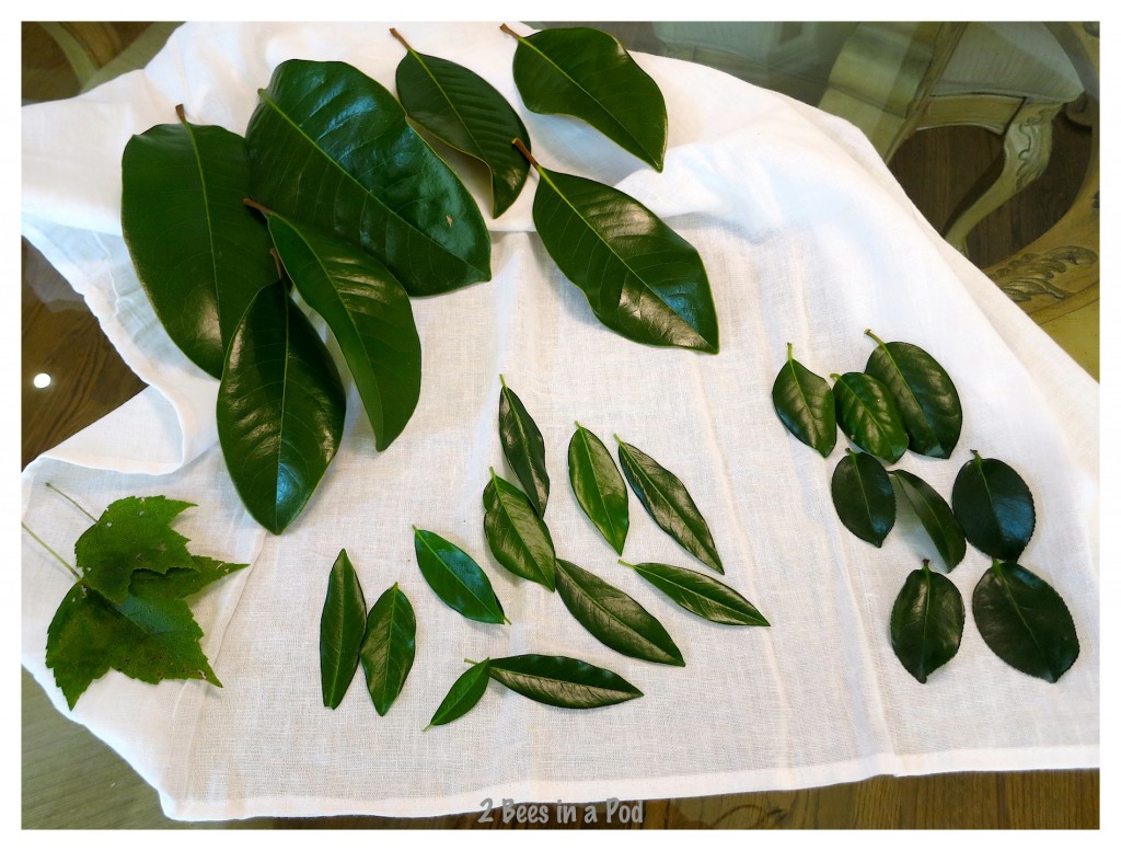 For skeleton leaf process i collected a variety of leaves to use. How to make skeleton leaves.