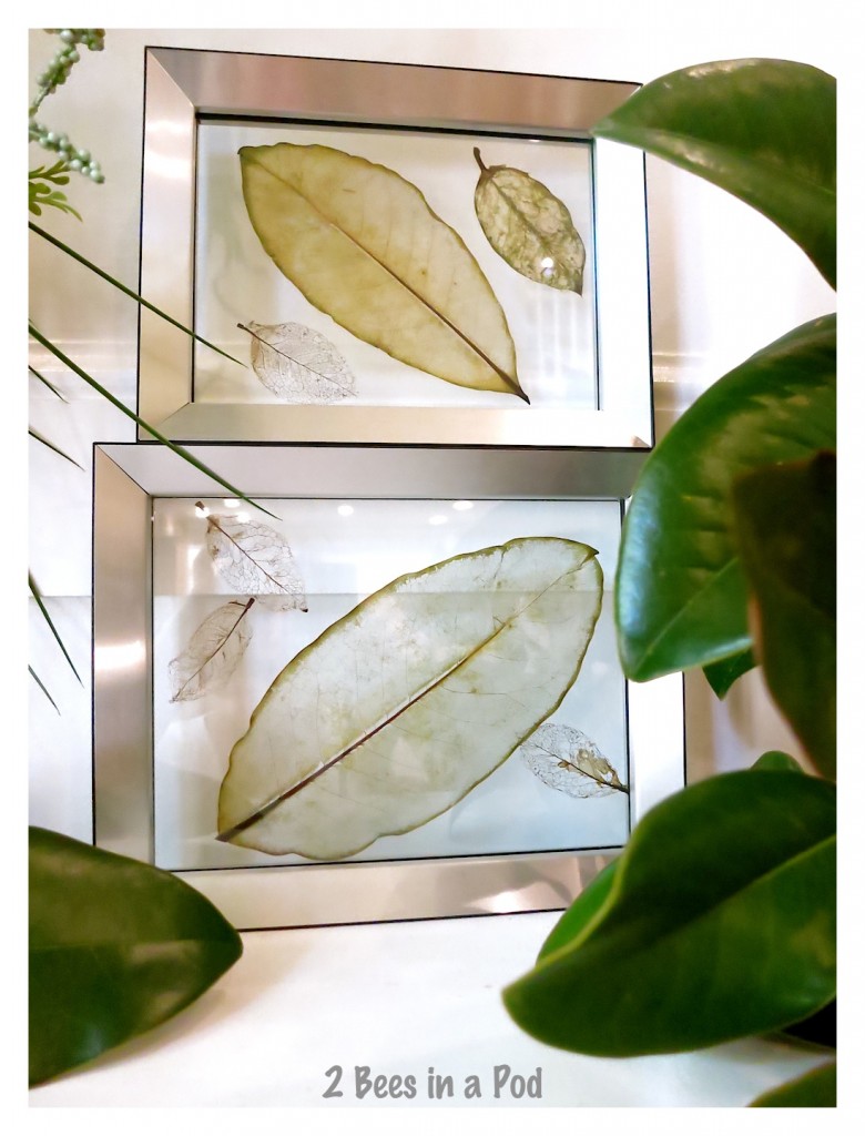 The skeleton of the leaf really stands out in this display. How to make skeleton leaves.