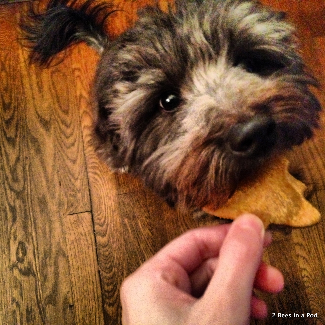 1-I think someone likes his homemade dog treat with pumpkin & peanut butter