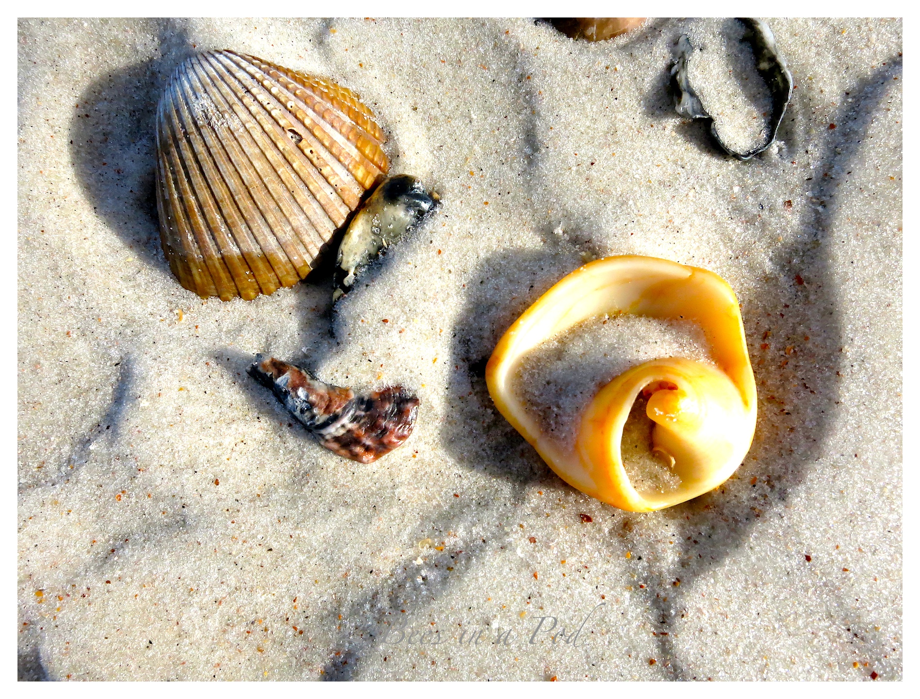 DIY Nautical Seashell Tablescape Napkin Rings...easy seashell beach craft.