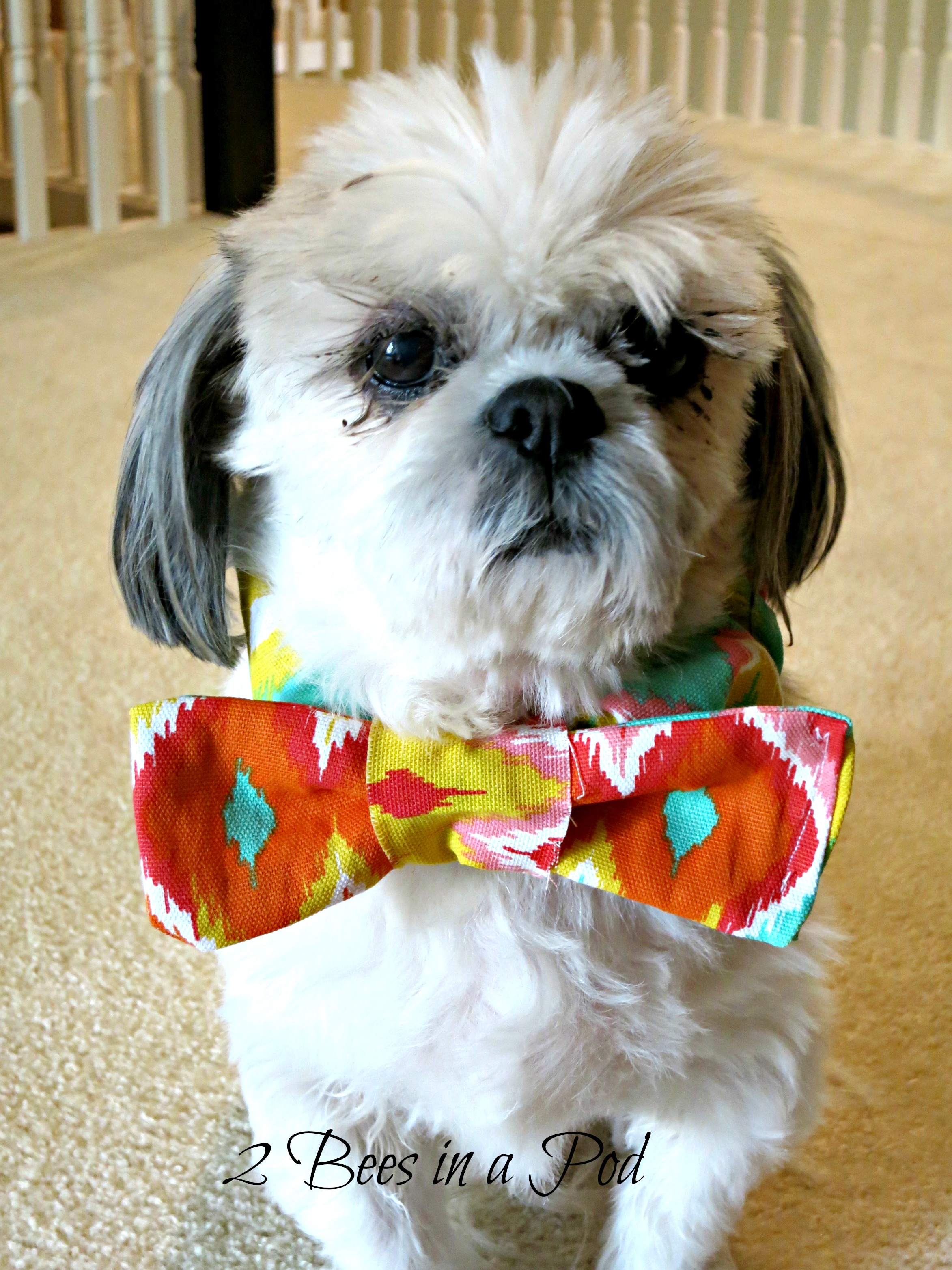 Festive DIY Bow Tie for our family dog. Bridal Shower ready - our Shih tzu loves to dress up and didn't want to be left out!