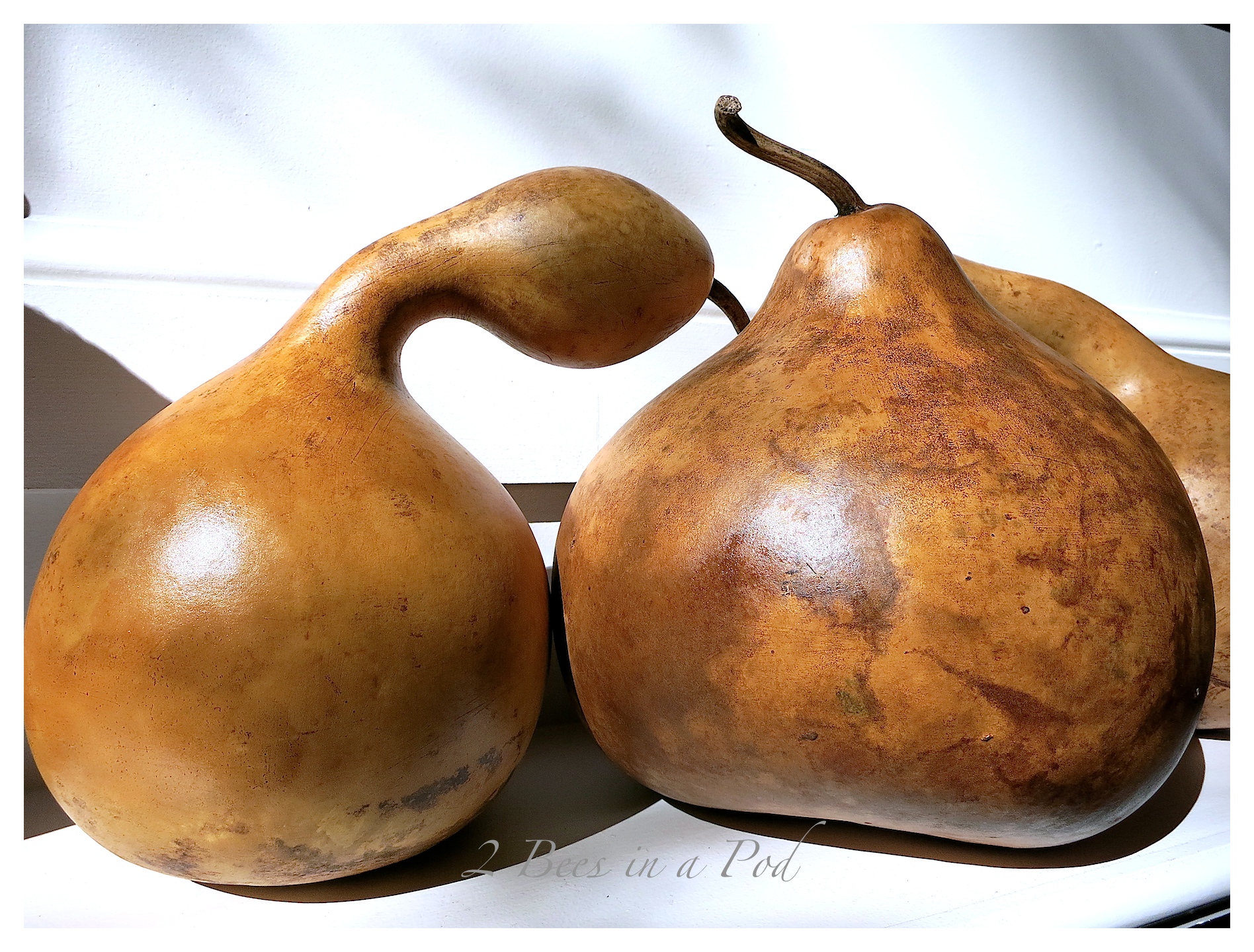 How to Stain Natural Gourds for Fall…