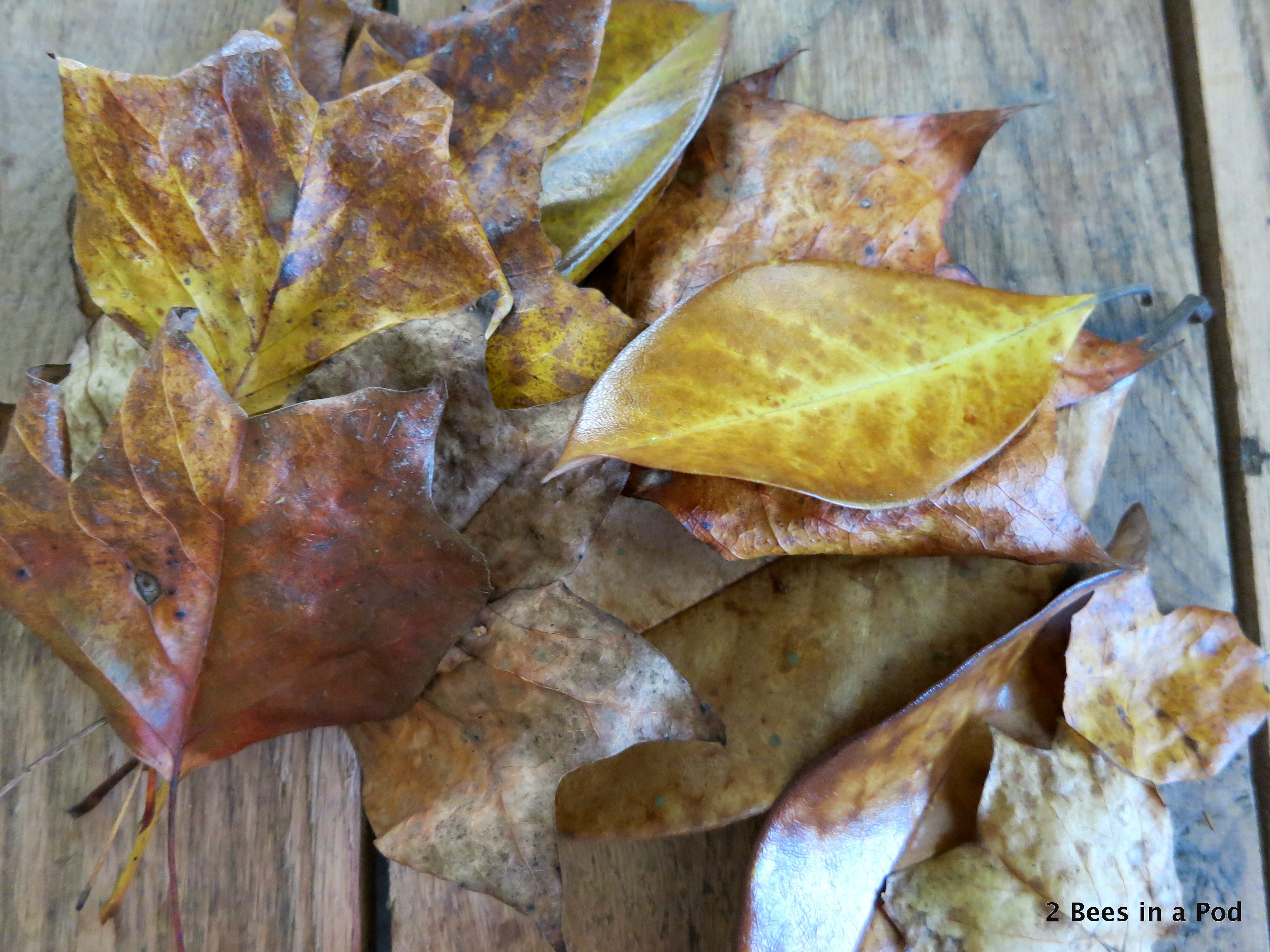 Real Leaves for a DIY Fall Candle Holder...great centerpiece for Thanksgiving