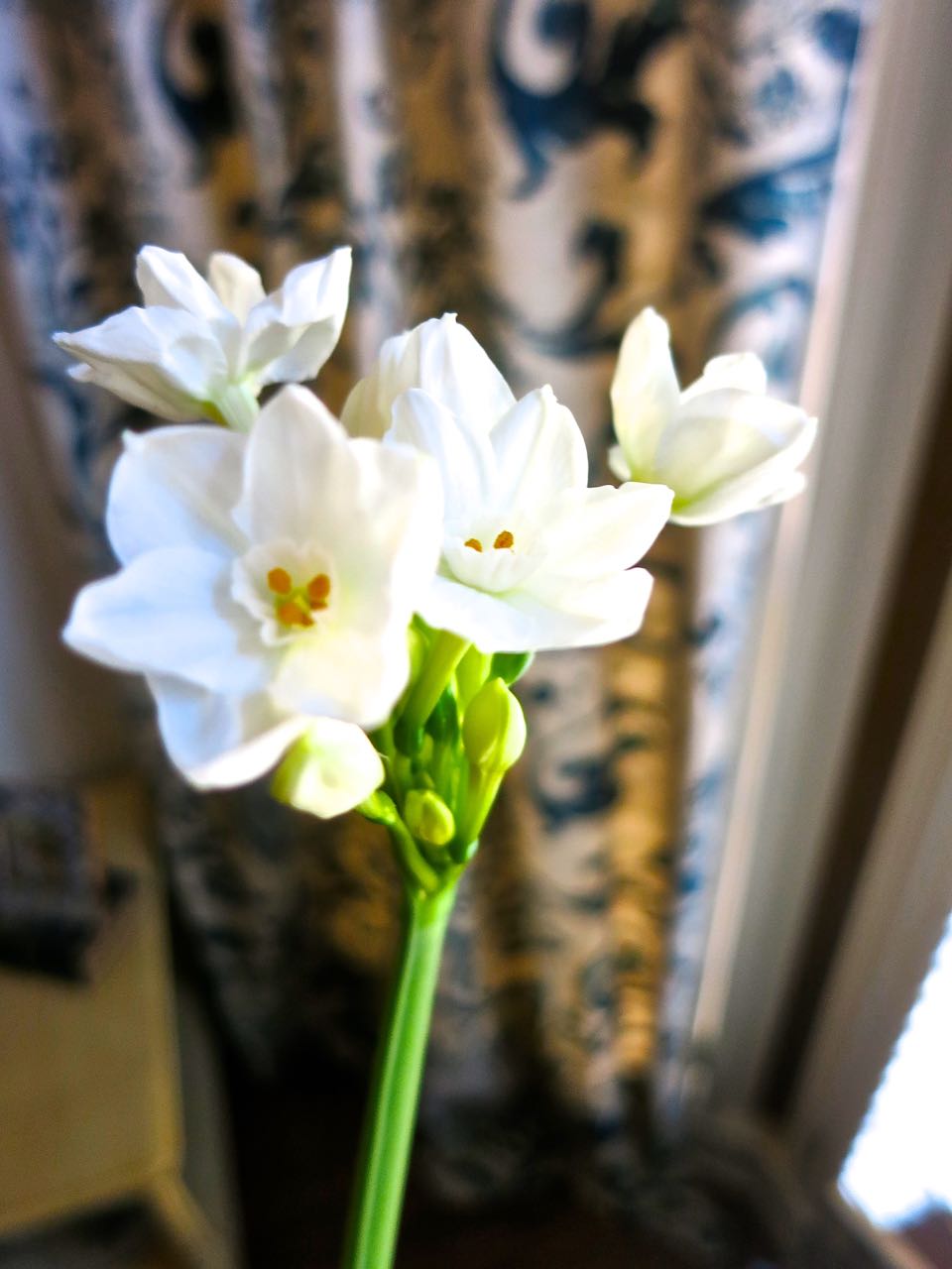 Growing Paperwhites in time for the holidays. These pretty delicate flowers are so easy to grow. You can get creative with your growing containers too!