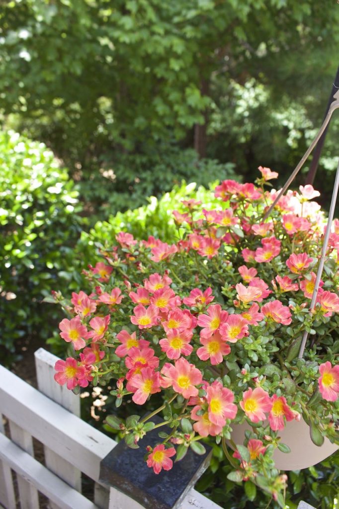 Summer Patio Garden Tour