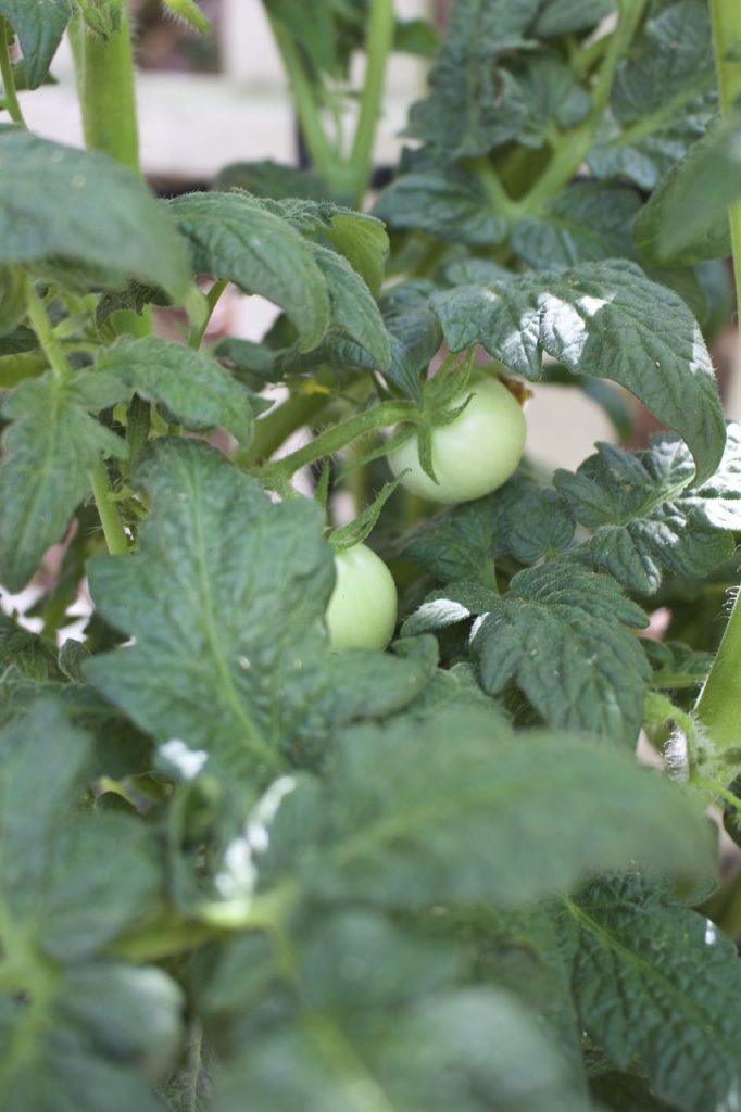 Summer Patio Garden Tour