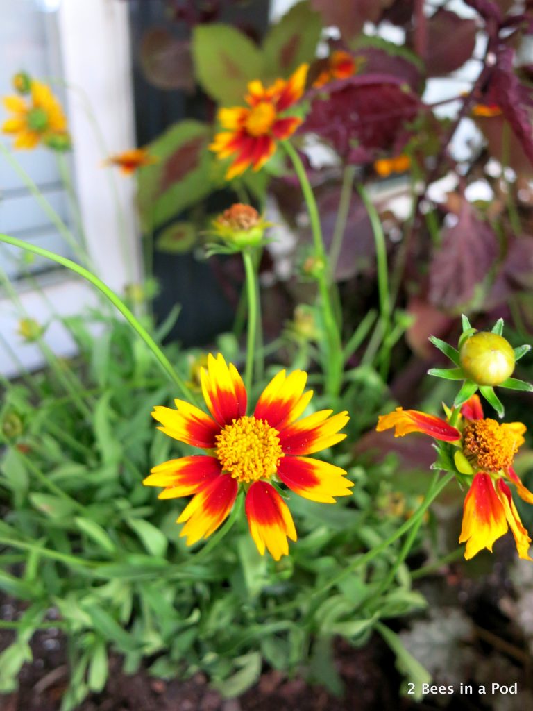 Decorating for Fall with flowers. How to decorate for Fall.