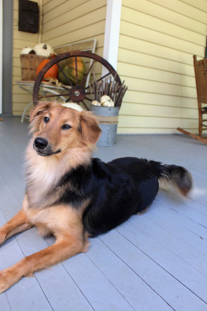 Sadie on the Fall front porch.