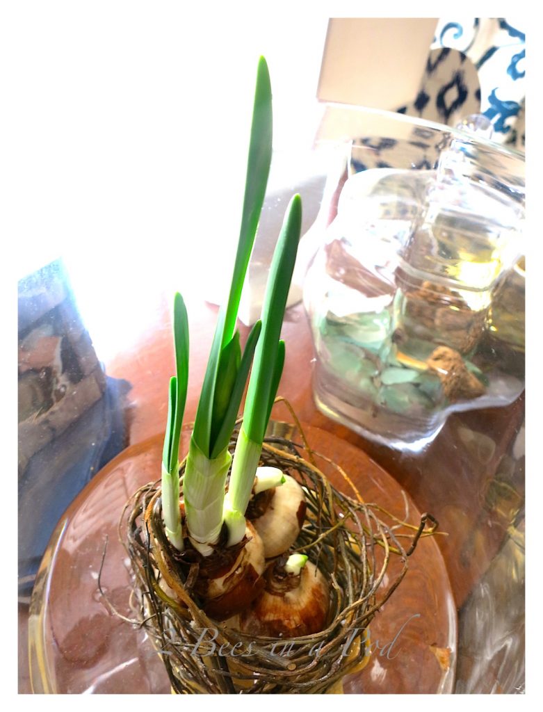 Growing Paperwhites - Now's the Time