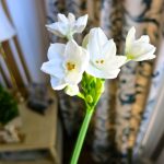 Growing Paperwhites - Now's the Time