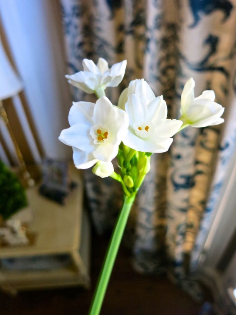 Growing Paperwhites - Now's the Time