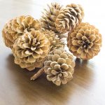 How to Bleach Pinecones. Bleached pinecones look like blonde wood.