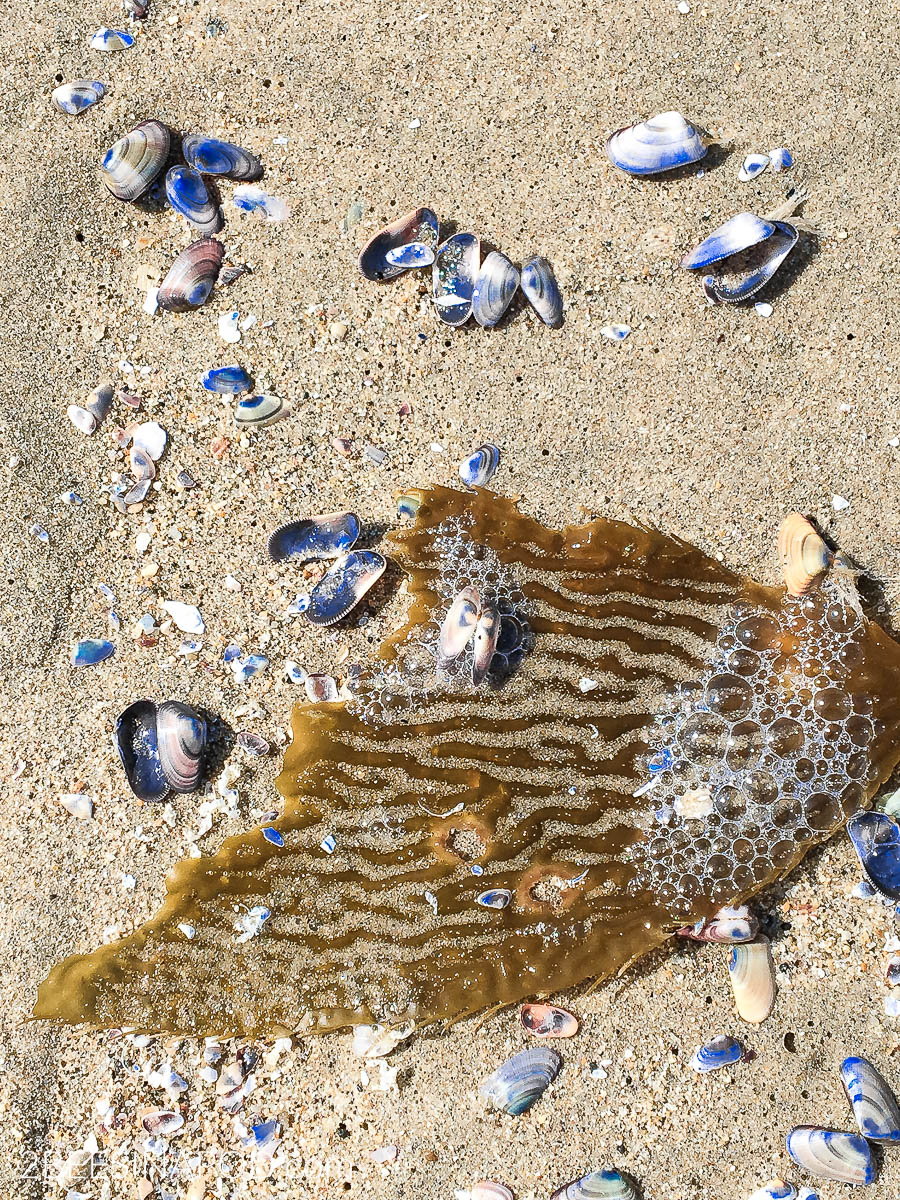 How to Clean Seashells After Your Beach Trip - 2 Bees in a Pod