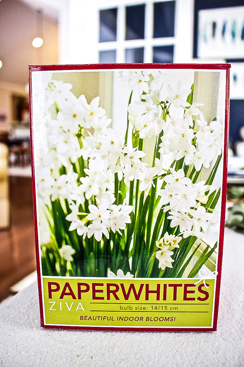 How to Grow Paperwhite Bulbs in Time for Christmas - bulbs can be purchased in a box kit, or loose from the nursery.