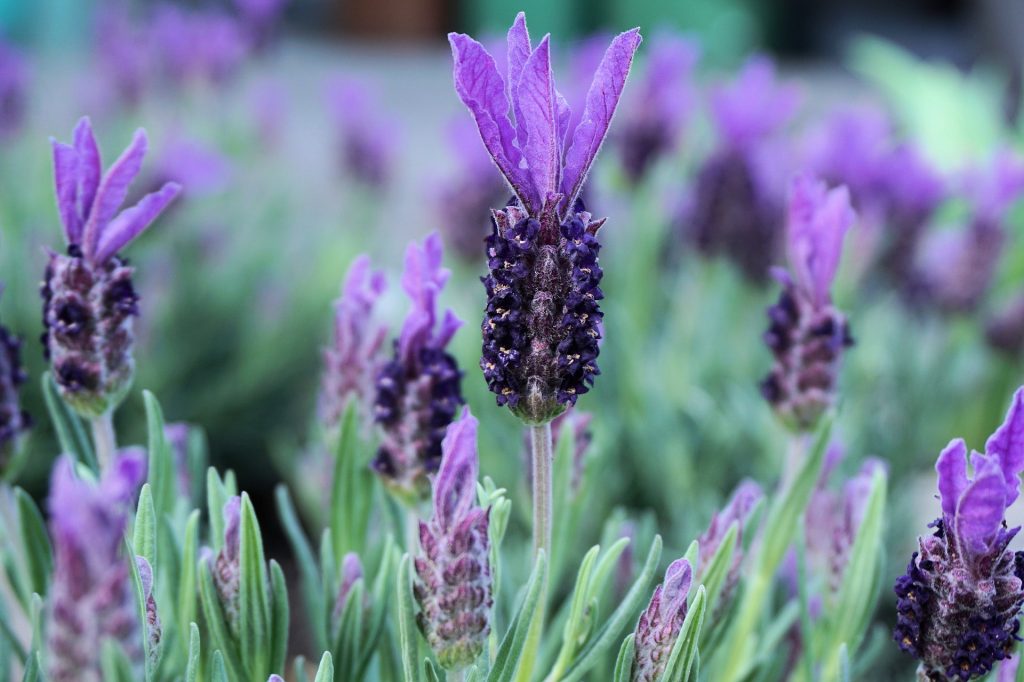 7 Easy Things to Make with Lavender - fresh lavender blooming