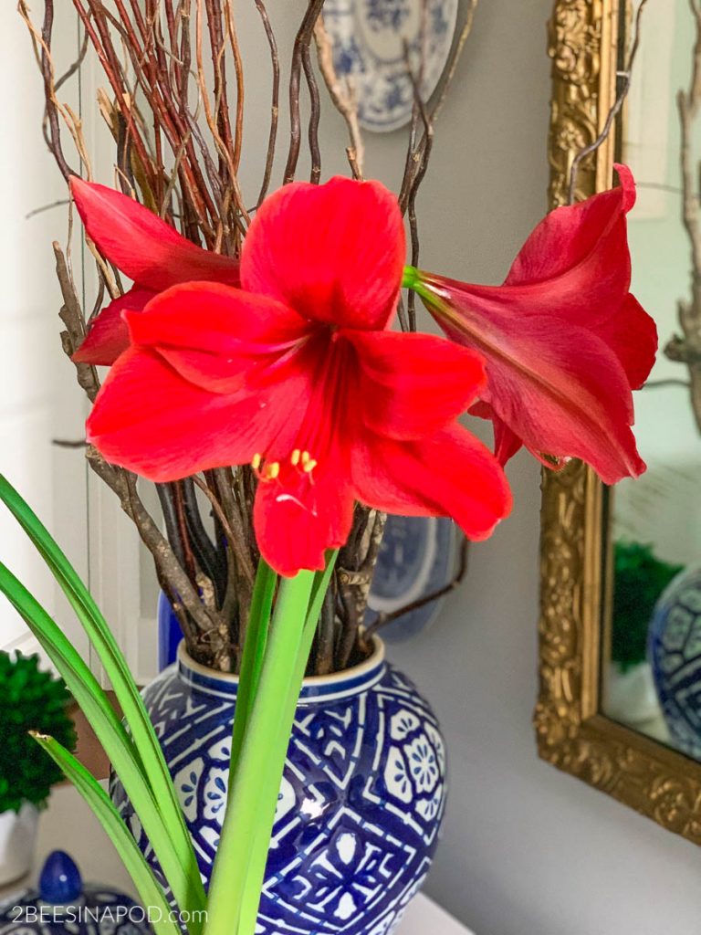 26/28+cm.A Big Wooden Pot Included As Well As A Beautiful Greeting Card 1 Bulb Large Christmas Gifts Amaryllis Flamenco Queen Raspberry Red and White