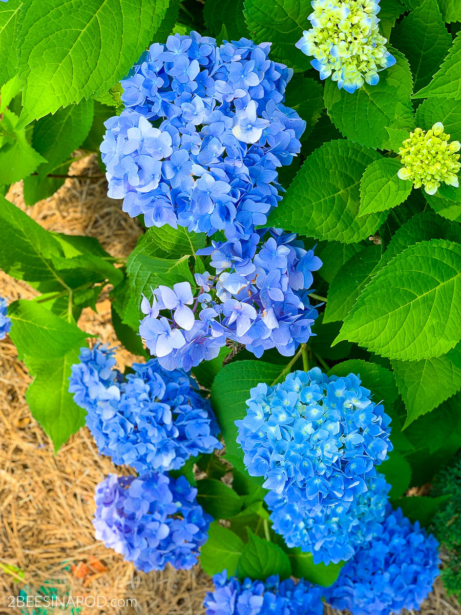 How to Cut Hydrangeas and Keep Them Fresh 2 Bees in a Pod