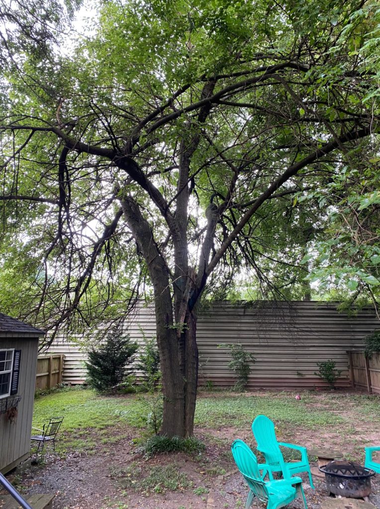 Backyard with large tree